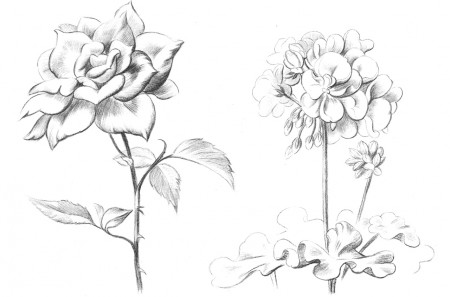 que nos entrega la flora 